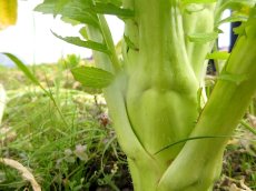 画像2: 無農薬・有機栽培　希少国産ザーサイ菜（生野菜）2~3本約１kg (2)
