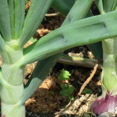 画像8: 無農薬・有機栽培　葉玉ねぎ　約2kg (8)