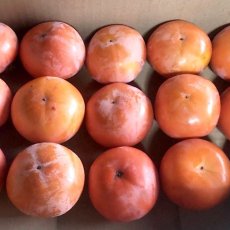 画像1: 無農薬・有機栽培　Sサイズ富有柿 １箱約２kg  送料込 (1)