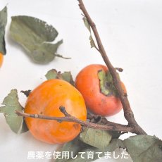 画像1: 減農薬栽培　富有柿 １箱約２kg  送料込 (1)
