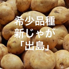 画像1: 無農薬・有機栽培　新じゃがいも/出島　約３kg 送料込み (1)