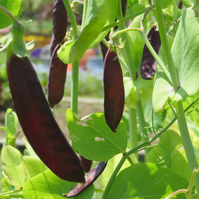 無農薬 有機栽培 ツタンカーメンの豆 約1kg 自然農園アイビィファーム